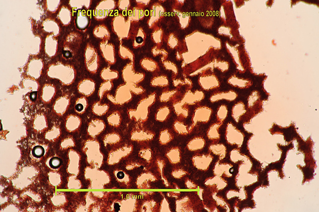 Skeletocutis vulgaris (Fries) Niemel & Y.C. Dai